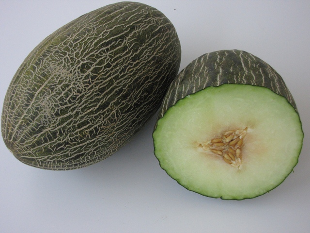 Piel de sapo type melon 52-148 p2